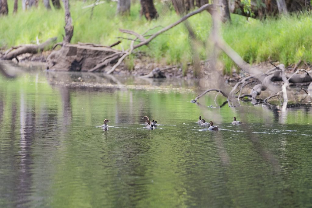 99 Mollys Lagoon Road, Narrandera NSW 2700 - photo 5