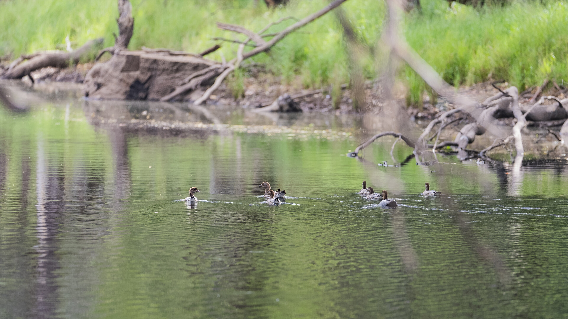 99 Mollys Lagoon Road, Narrandera NSW 2700 - photo 5