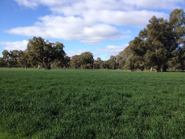 99 Mollys Lagoon Road, Narrandera NSW 2700 - photo 7