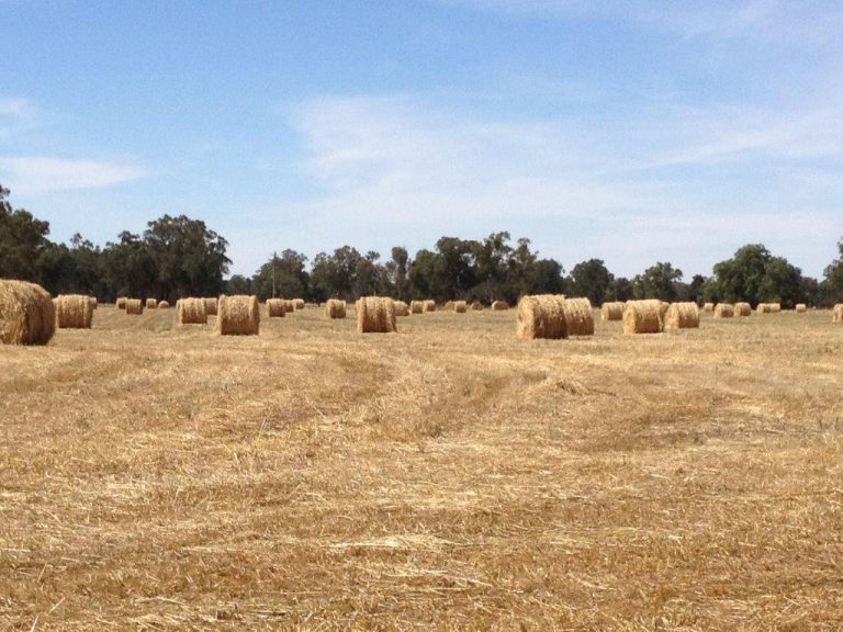 99 Mollys Lagoon Road, Narrandera NSW 2700 - photo 8