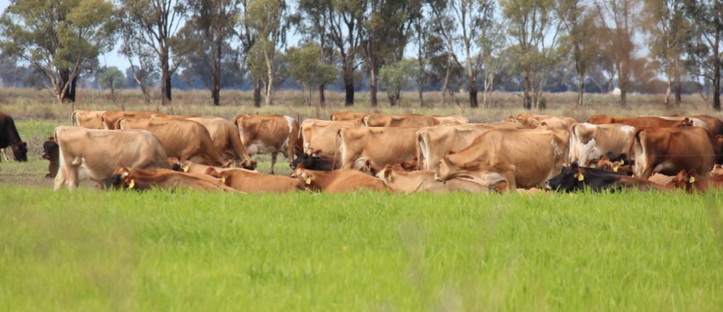 855 Barnes Road, Finley NSW 2713 - McGrath Riverina