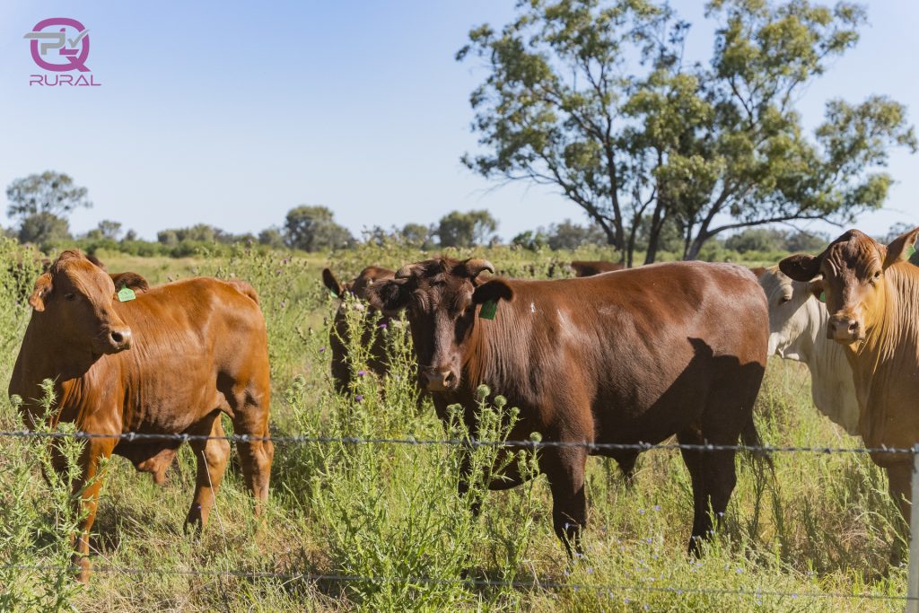 Merri Merri Road, Carinda NSW 2831 - photo 11