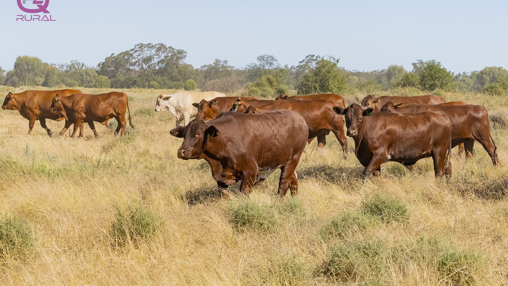 Merri Merri Road, Carinda NSW 2831 - photo 12