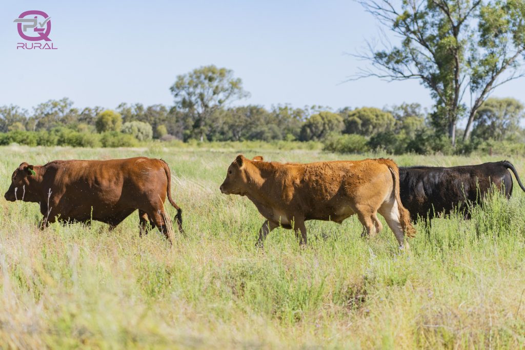 Merri Merri Road, Carinda NSW 2831 - photo 10