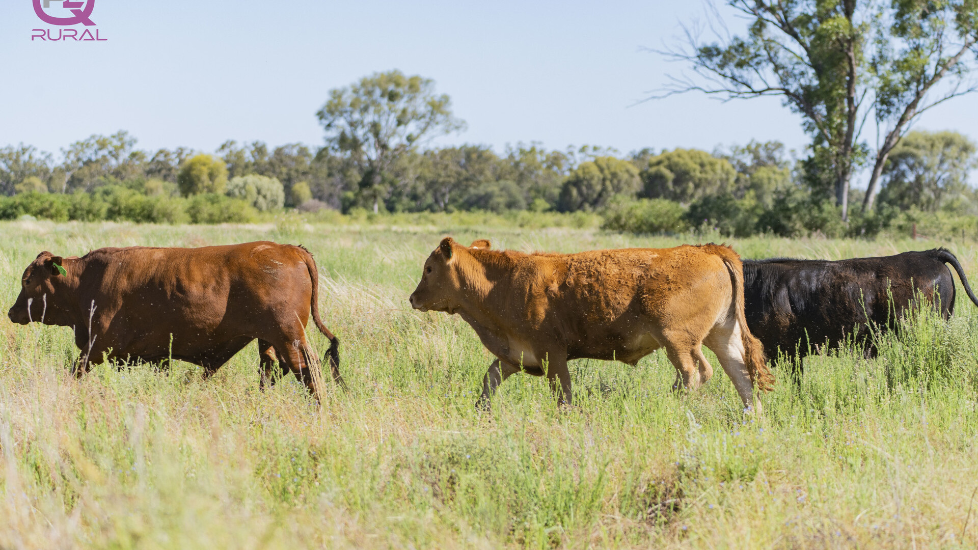 Merri Merri Road, Carinda NSW 2831 - photo 10