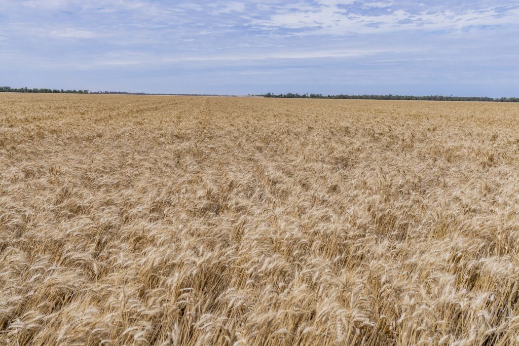 10025 Kidman Way, Hillston NSW 2675 - photo 7