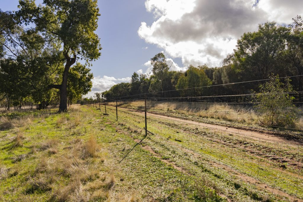 Barellan Road, Colinroobie NSW 2700 - photo 11
