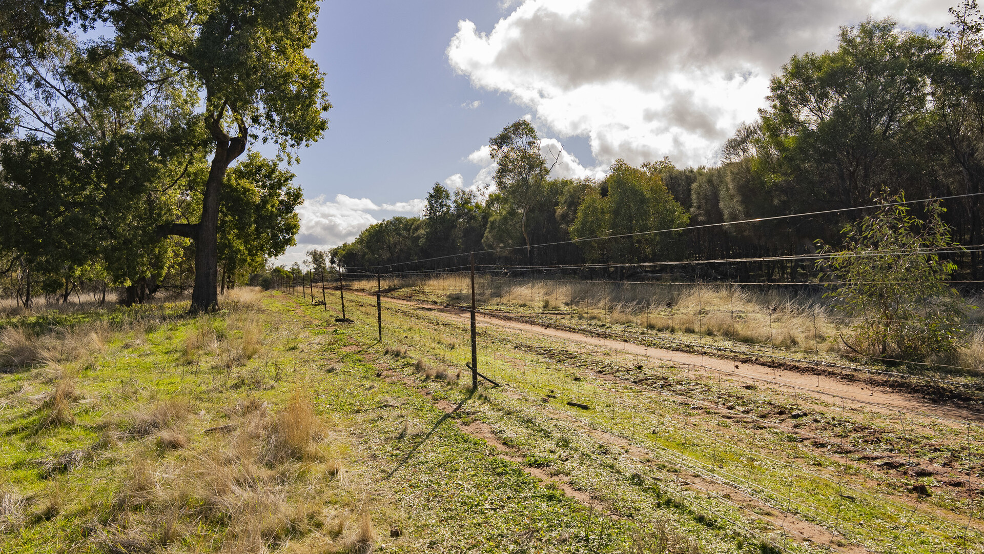 Barellan Road, Colinroobie NSW 2700 - photo 11