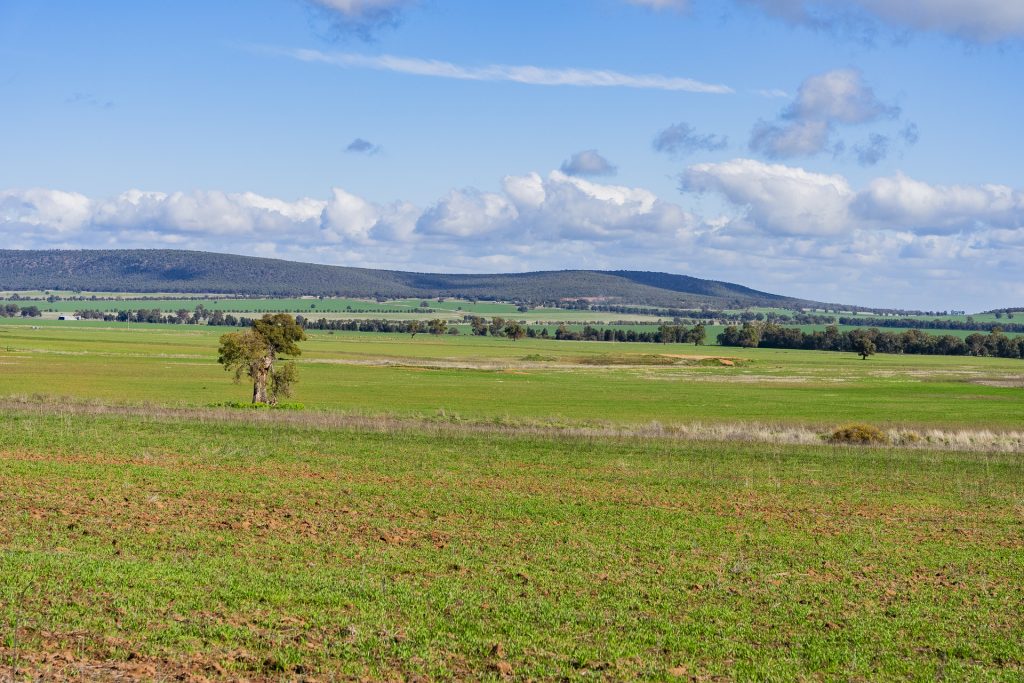 Barellan Road, Colinroobie NSW 2700 - photo 12