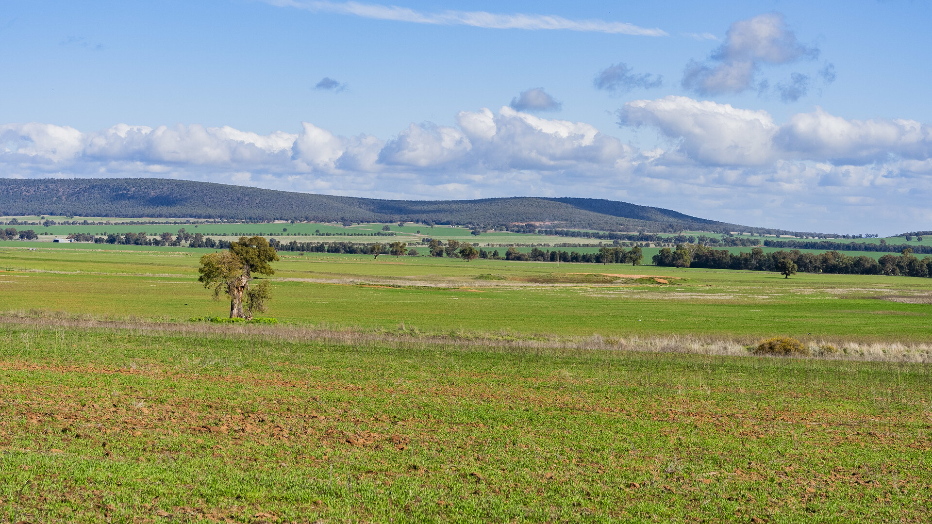 Barellan Road, Colinroobie NSW 2700 - photo 12