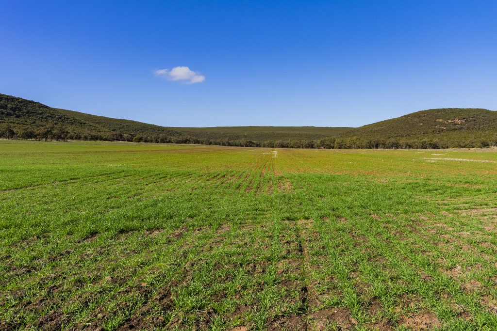 Barellan Road, Colinroobie NSW 2700 - photo 13