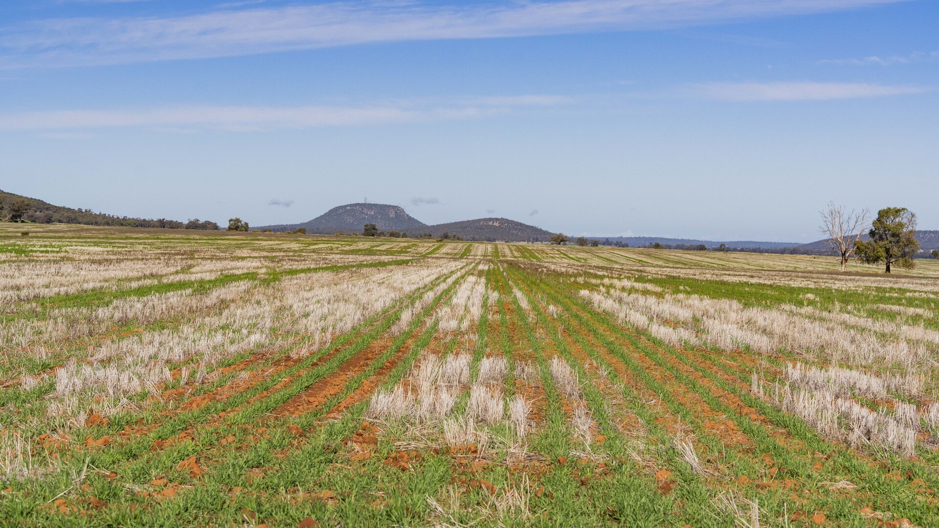 Barellan Road, Colinroobie NSW 2700 - photo 15