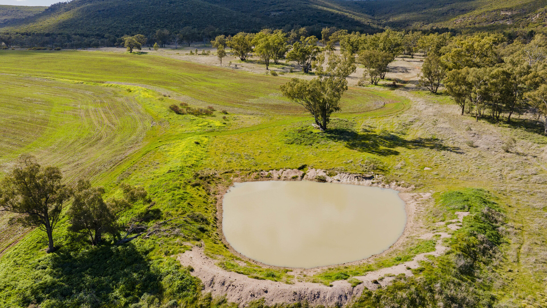 Barellan Road, Colinroobie NSW 2700 - McGrath Riverina