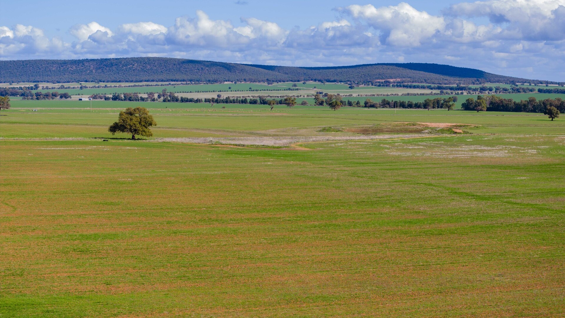 Barellan Road, Colinroobie NSW 2700 - photo 4
