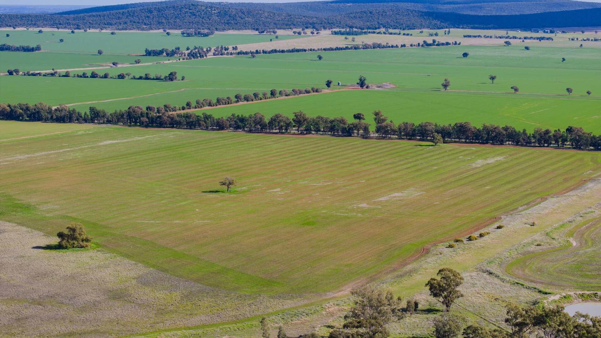 Barellan Road, Colinroobie NSW 2700 - photo 5
