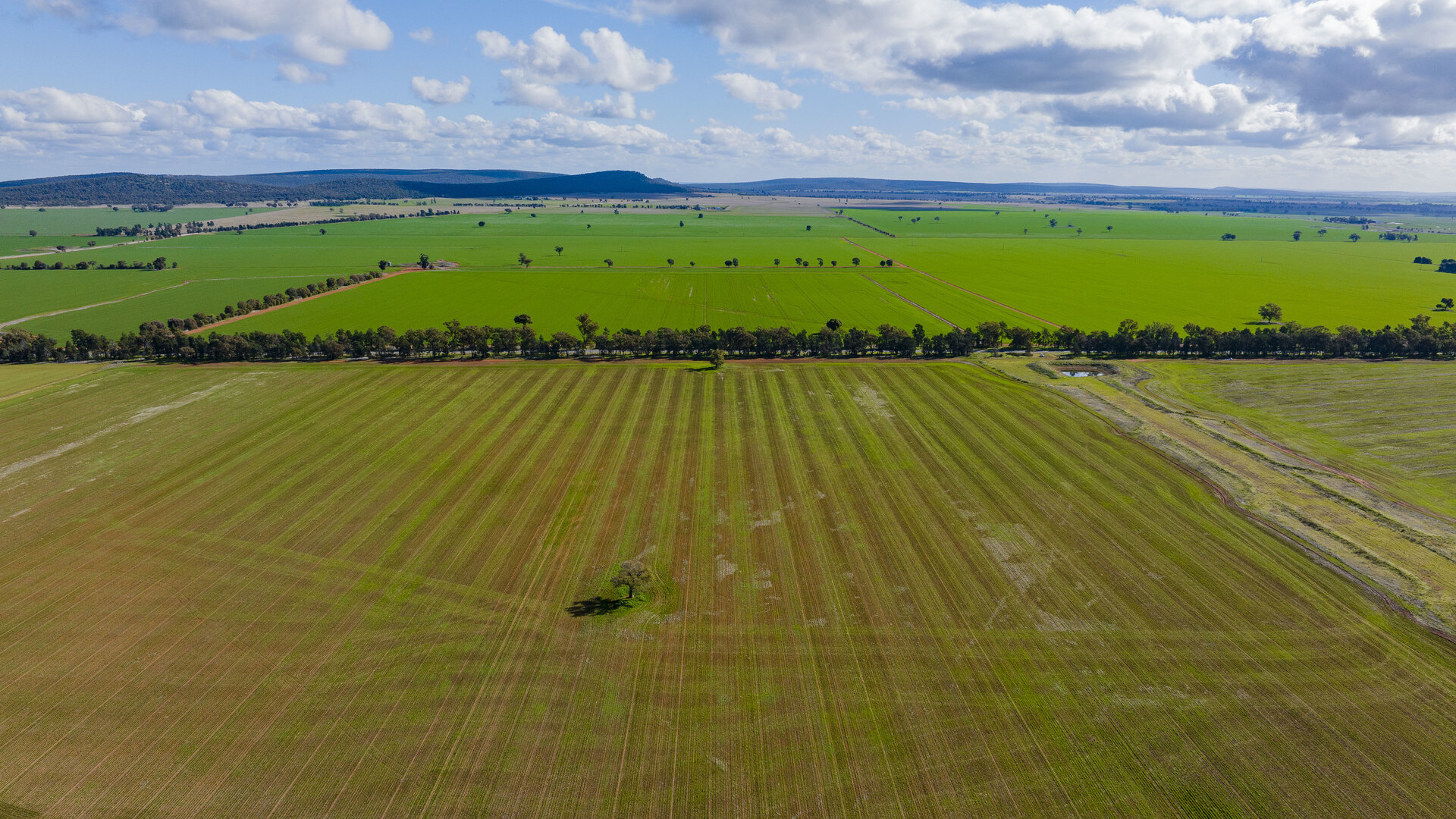 Barellan Road, Colinroobie NSW 2700 - photo 6