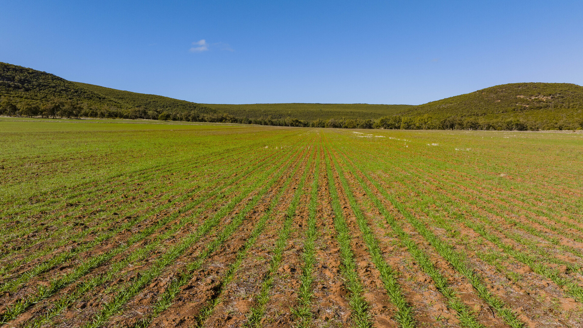 Barellan Road, Colinroobie NSW 2700 - photo 8