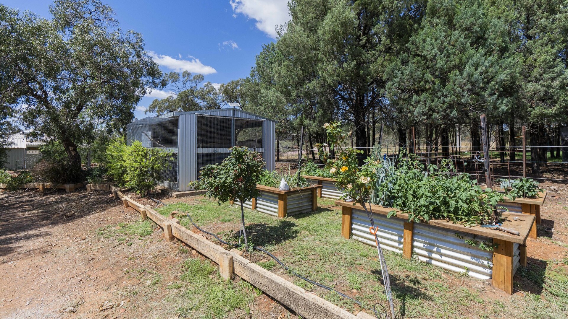 80 Carbone Road, Leeton NSW 2705 - photo 16