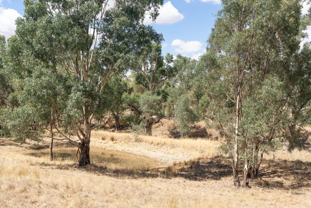 1440 The Rock-Mangoplah Road, Mangoplah NSW 2652 - photo 10