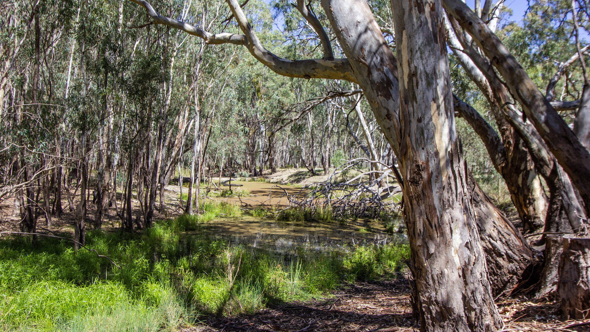 27 Mclays Road, Narrandera NSW 2700 - photo 10