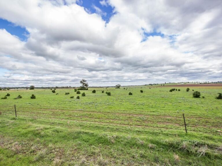 191 Manderlay Road, Narrandera NSW 2700 - photo 33