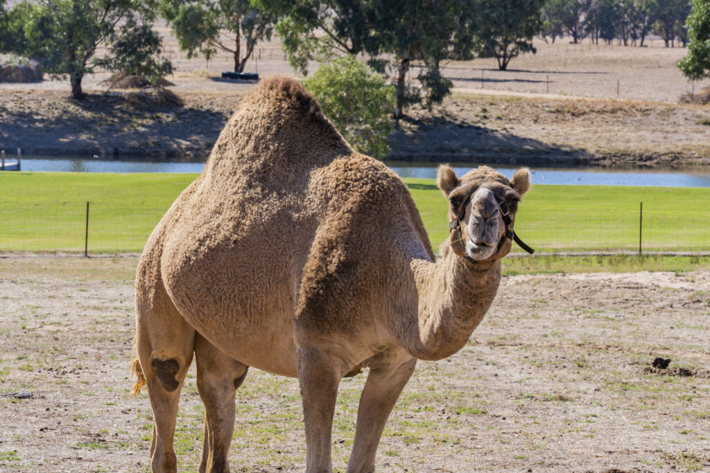 Sold - 52 Orchard Road - New Property in Narrandera - Real Estate by Jason Haines