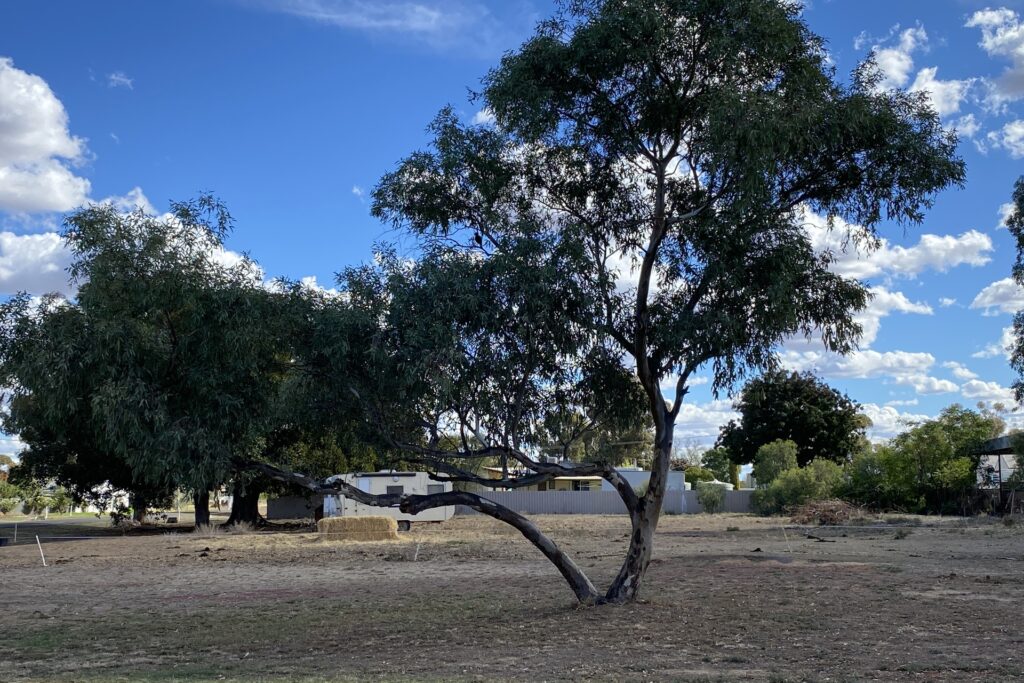 Sold - 1 Gordon Street - New Property in Carrathool - Real Estate by Sophie Litchfield