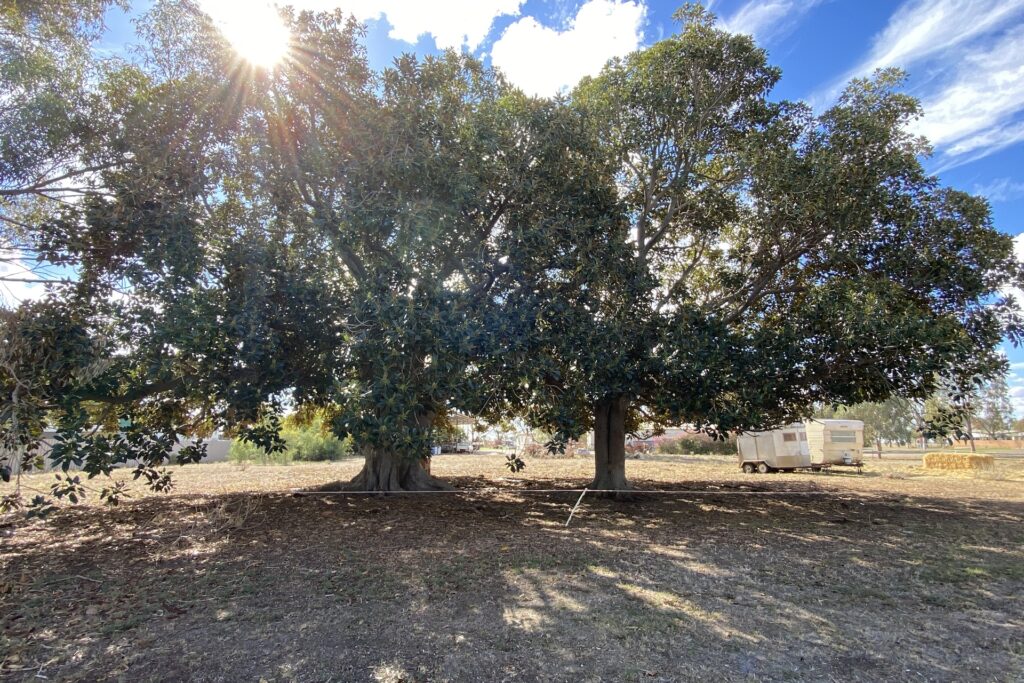 Sold - 1 Gordon Street - New Property in Carrathool - Real Estate by Sophie Litchfield