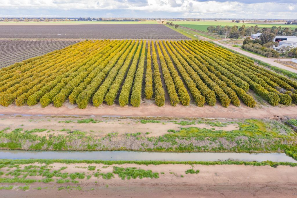 For Sale - 126 & 127 Yate Road - New Property in Leeton - Real Estate by Jason Haines