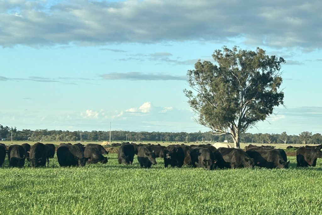 For Sale - 10755 Sturt Highway - New Property in Narrandera - Real Estate by Jason Haines
