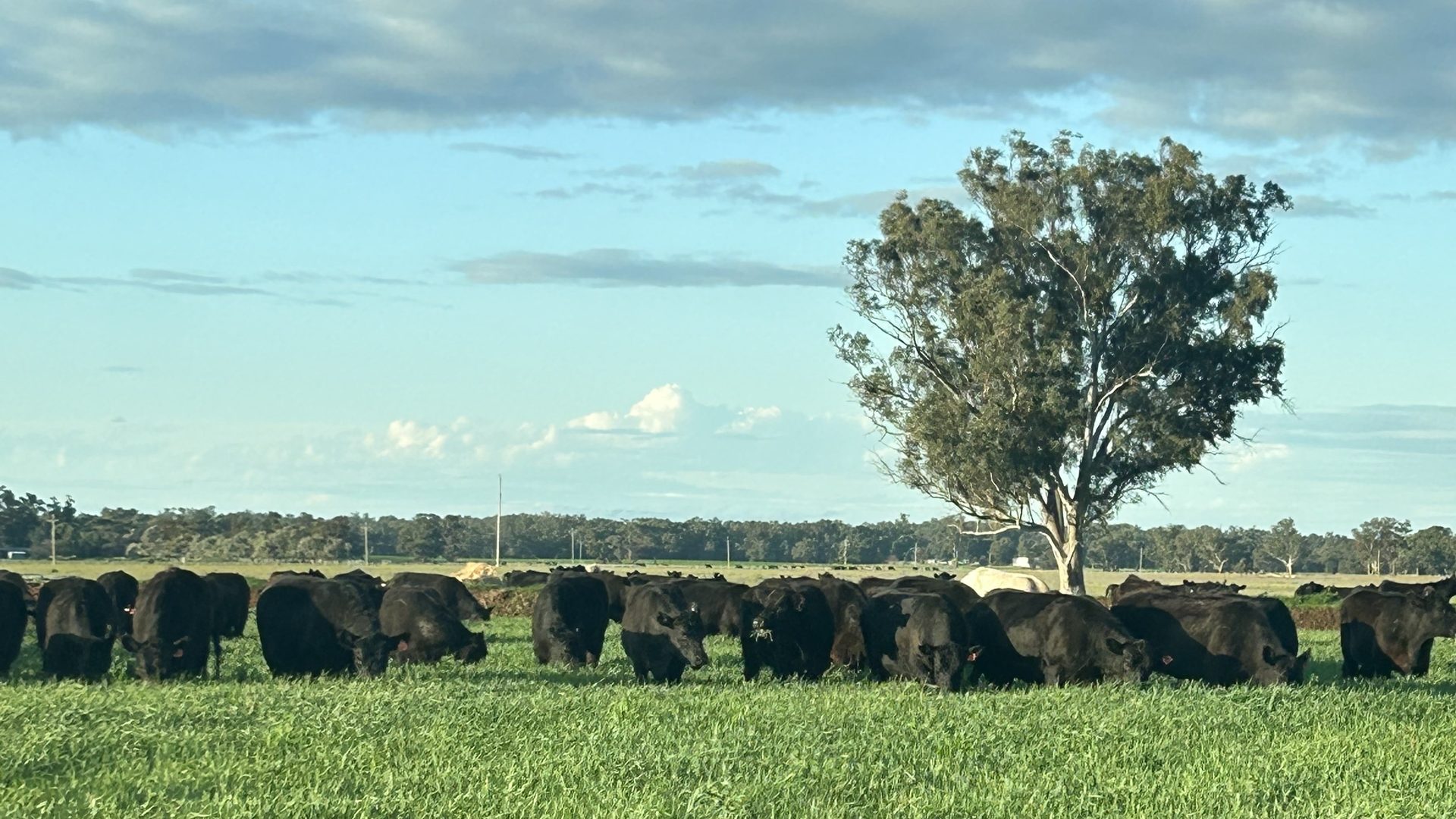 For Sale - 10755 Sturt Highway - New Property in Narrandera - Real Estate by Jason Haines