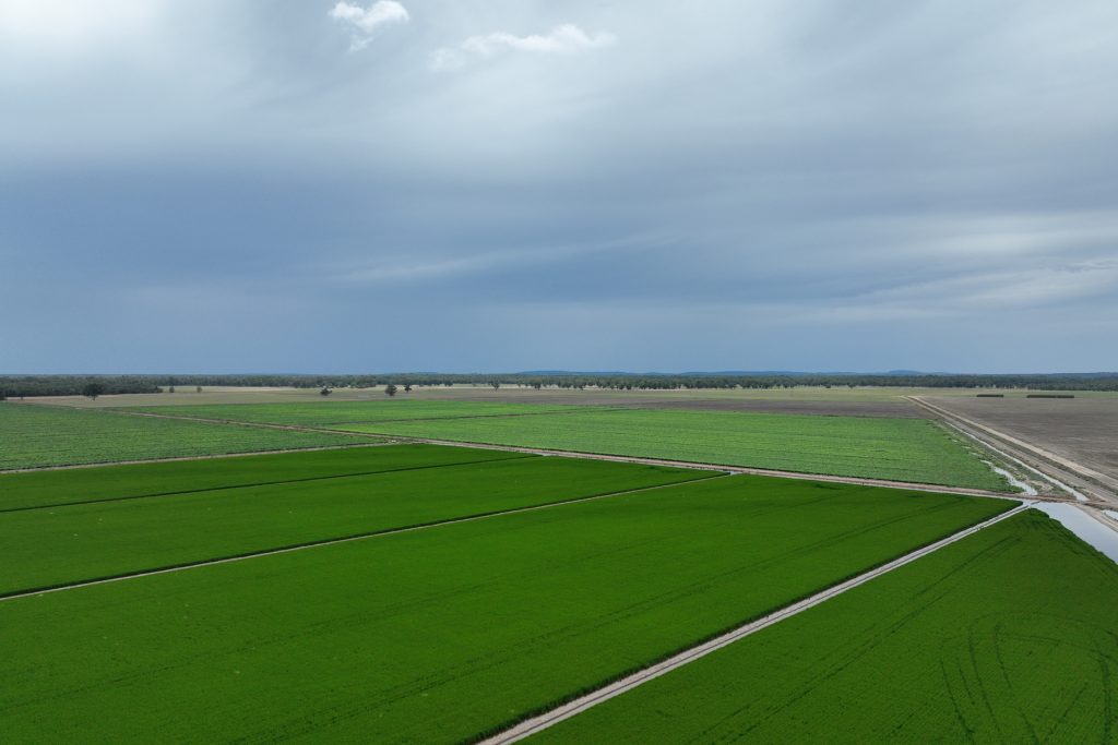 For Sale - 10755 Sturt Highway - New Property in Narrandera - Real Estate by Jason Haines