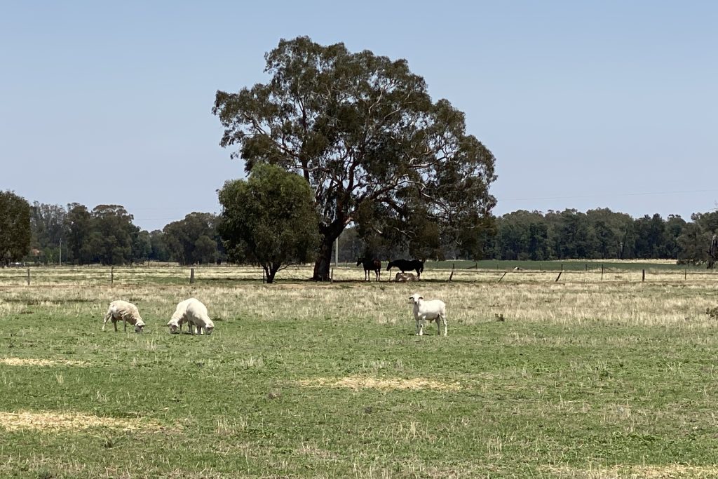 Sold - 10935 Sturt Highway - New Property in Narrandera - Real Estate by Jason Haines