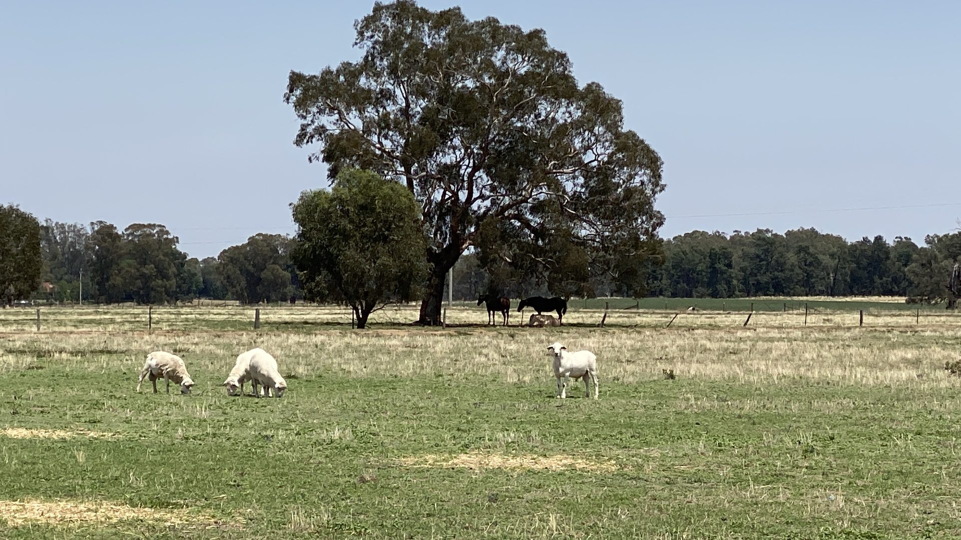 Sold - 10935 Sturt Highway - New Property in Narrandera - Real Estate by Jason Haines