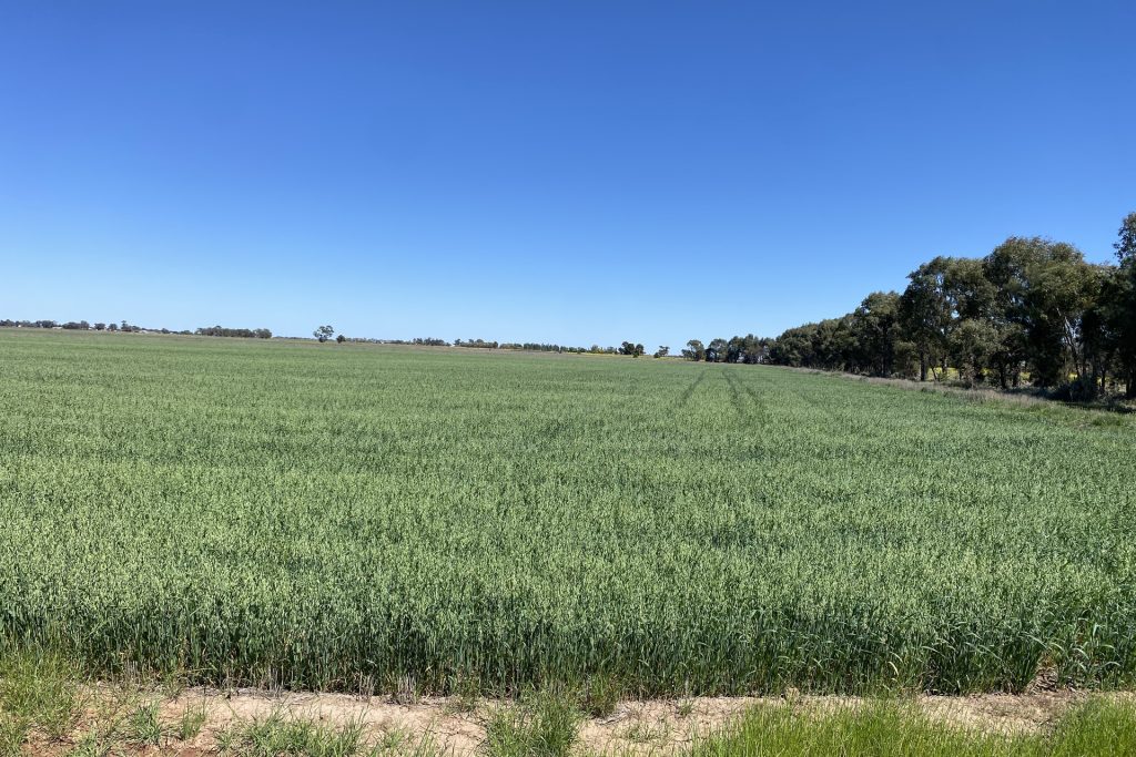 For Sale - 102 Murrami Road - New Property in Murrami - Real Estate by Jason Haines