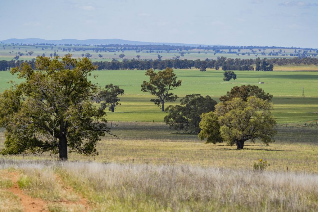 Sold - 869 Newell Highway - New Property in Narrandera - Real Estate by Craig Pellow