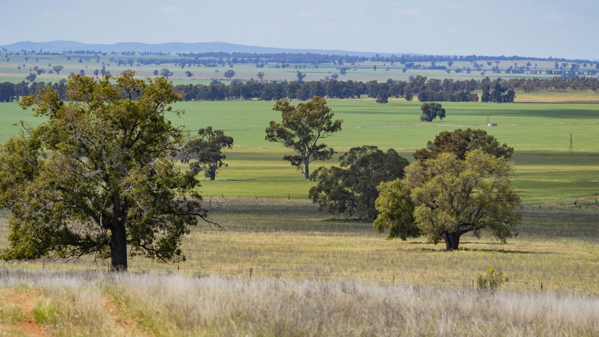 Sold - 869 Newell Highway - New Property in Narrandera - Real Estate by Craig Pellow