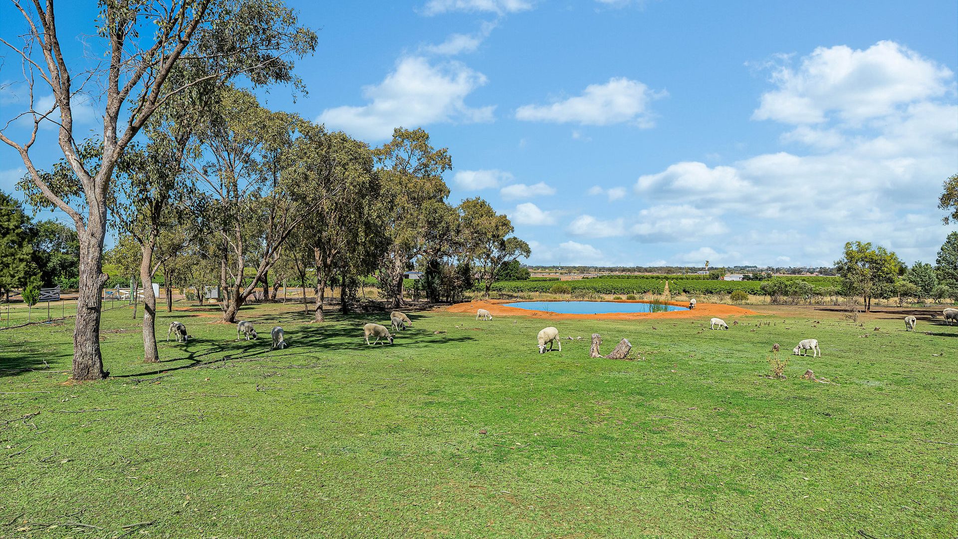 Sold - 274 Carbone Road - New Property in Leeton - Real Estate by Julie Valenzisi