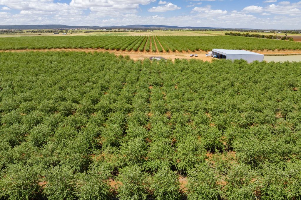For Sale - 2128 Coughlan Road - New Property in Leeton - Real Estate by Jason Haines