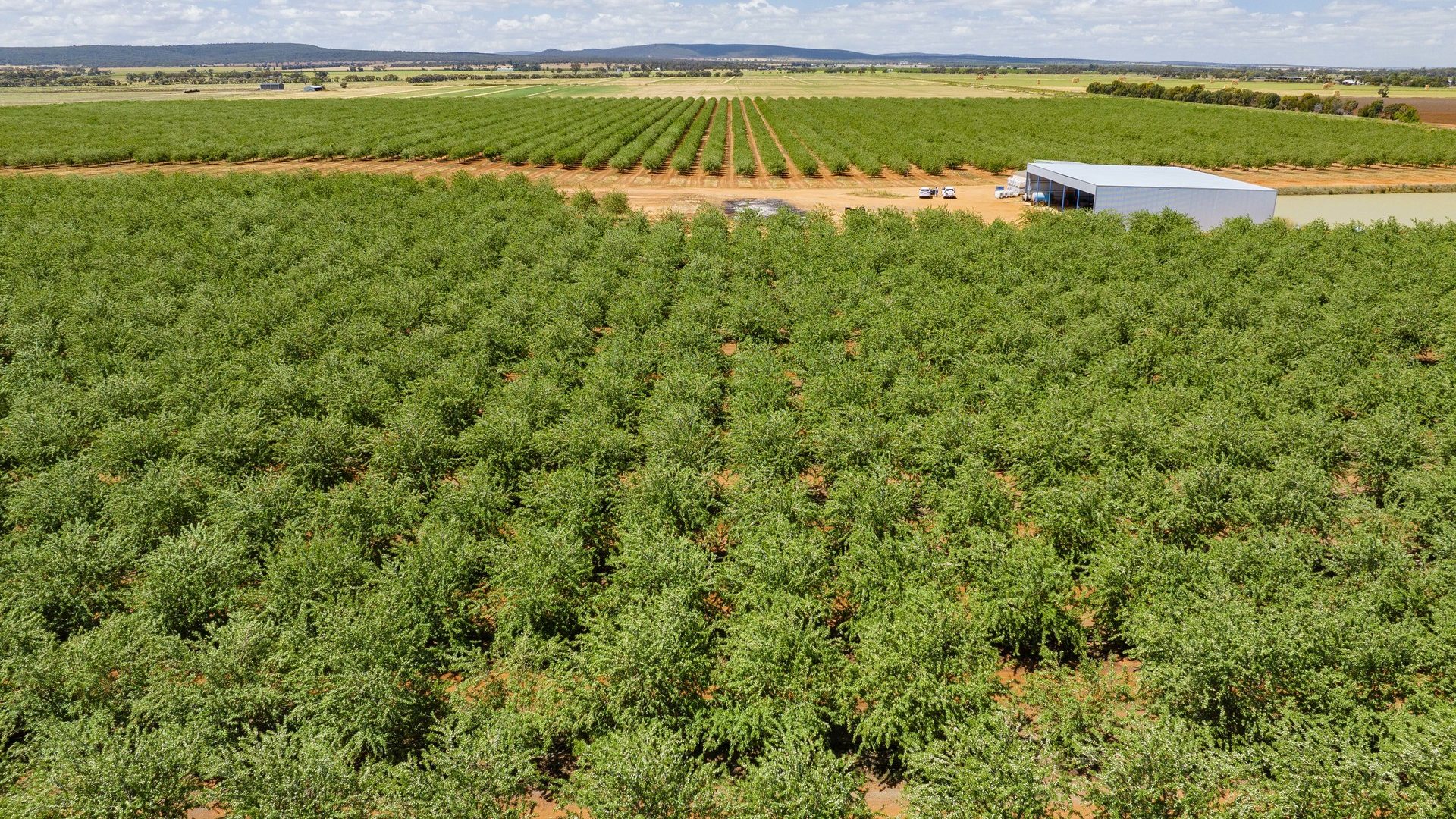 For Sale - 2128 Coughlan Road - New Property in Leeton - Real Estate by Jason Haines