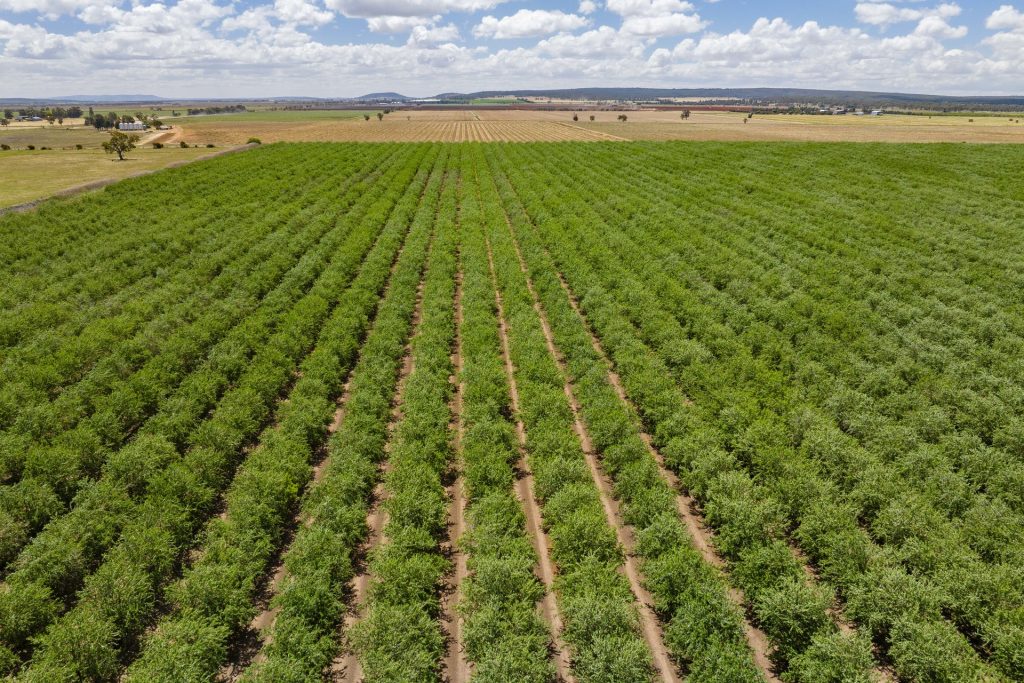 For Sale - 2128 Coughlan Road - New Property in Leeton - Real Estate by Jason Haines