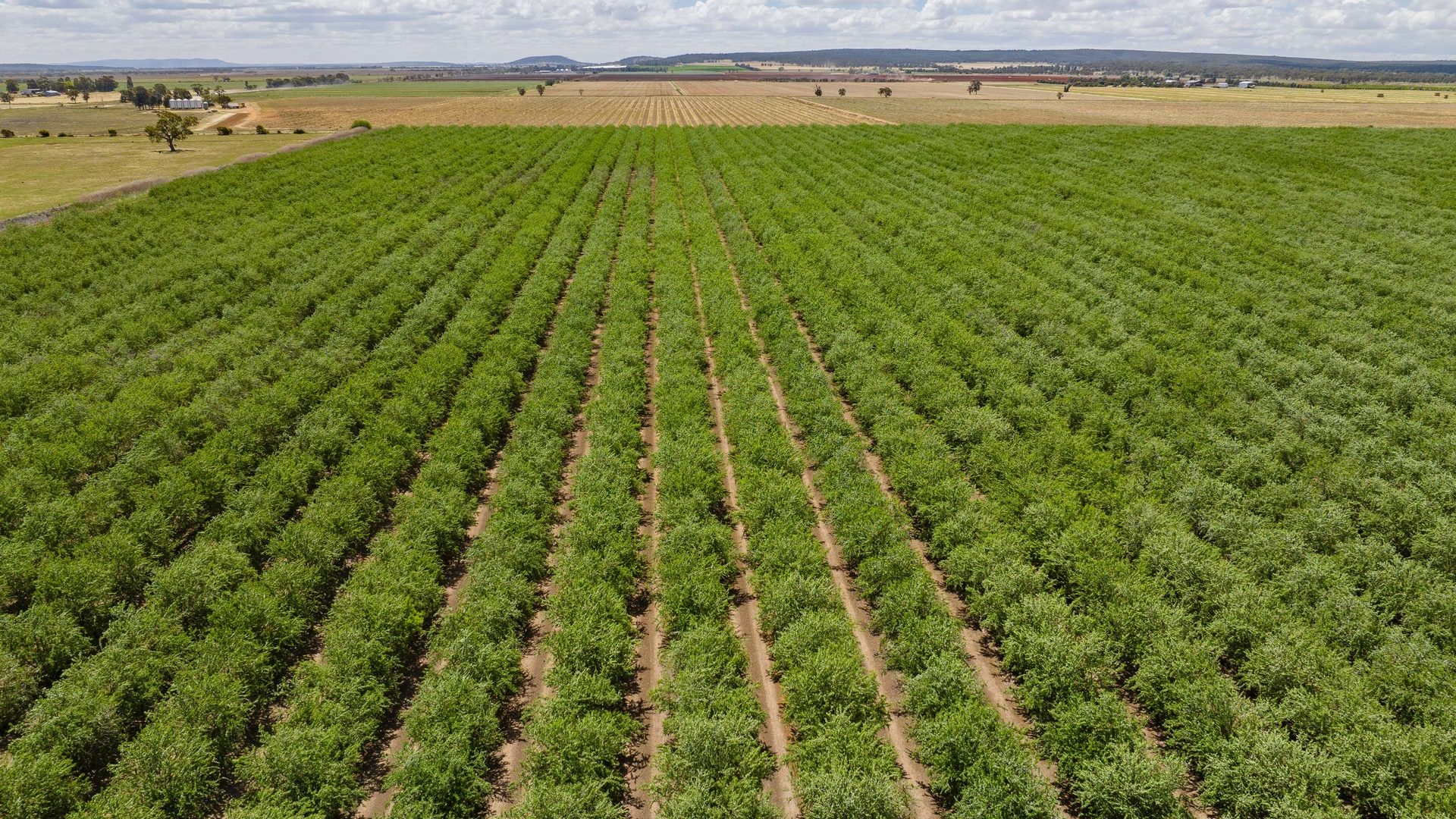 For Sale - 2128 Coughlan Road - New Property in Leeton - Real Estate by Jason Haines