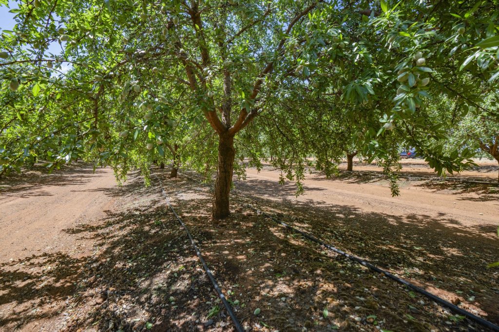 For Sale - 2128 Coughlan Road - New Property in Leeton - Real Estate by Jason Haines
