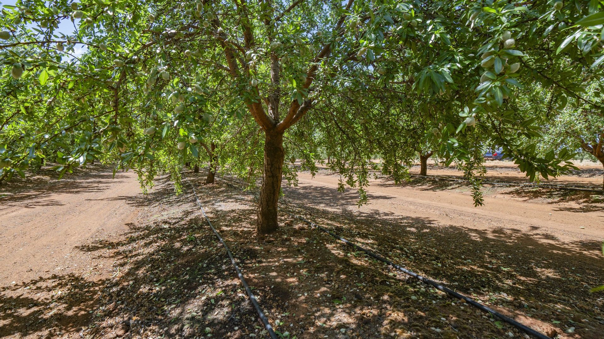 For Sale - 2128 Coughlan Road - New Property in Leeton - Real Estate by Jason Haines