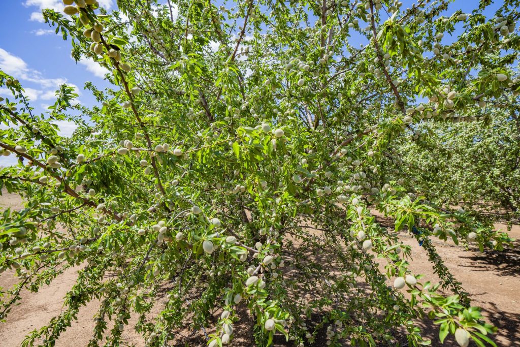 For Sale - 2128 Coughlan Road - New Property in Leeton - Real Estate by Jason Haines