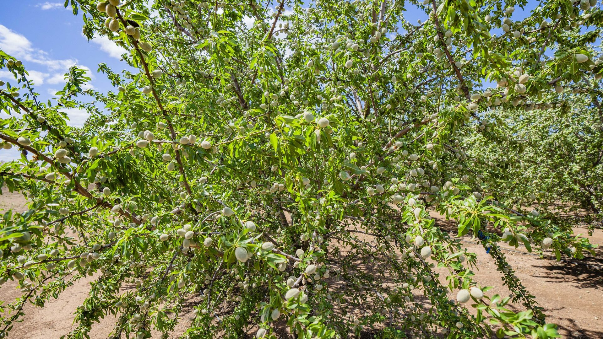For Sale - 2128 Coughlan Road - New Property in Leeton - Real Estate by Jason Haines