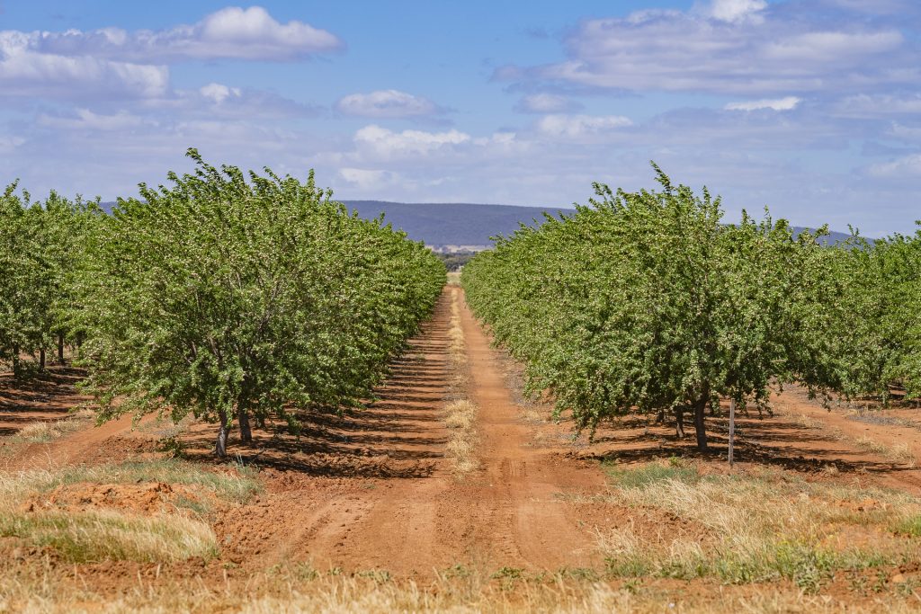 For Sale - 2128 Coughlan Road - New Property in Leeton - Real Estate by Jason Haines