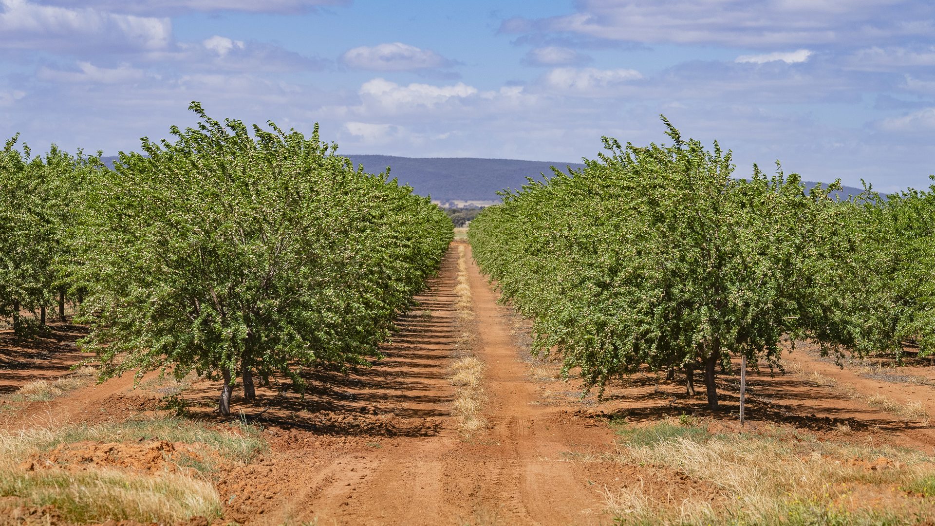 For Sale - 2128 Coughlan Road - New Property in Leeton - Real Estate by Jason Haines