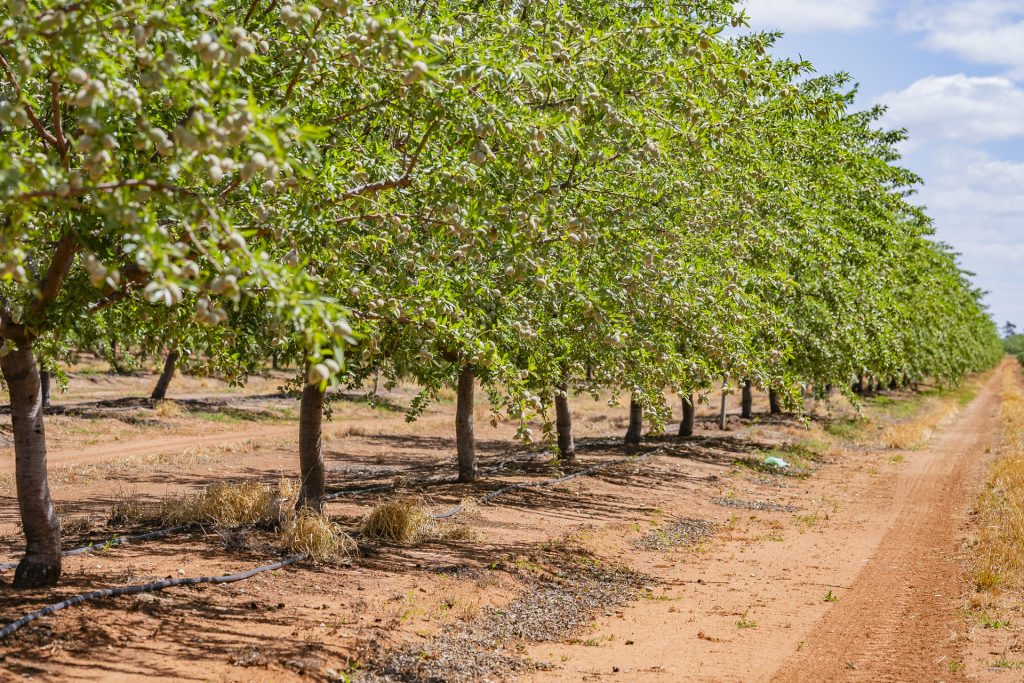For Sale - 2128 Coughlan Road - New Property in Leeton - Real Estate by Jason Haines