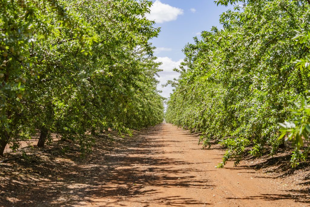 For Sale - 2128 Coughlan Road - New Property in Leeton - Real Estate by Jason Haines